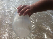 بالصور: وصول أسراب من قناديل البحر إلى شواطئ مدينة يافا 